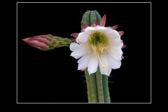 Trichocereus pachanoi