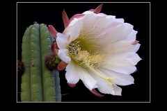 Trichocereus pachanoi