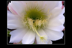 Trichocereus pachanoi