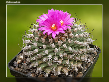 Turbinicarpus alonsoi