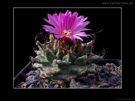 Turbinicarpus alonsoi