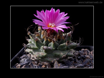 Turbinicarpus alonsoi