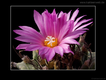 Turbinicarpus alonsoi