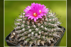 Turbinicarpus alonsoi