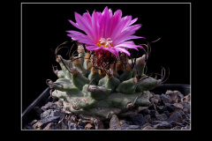 Turbinicarpus alonsoi