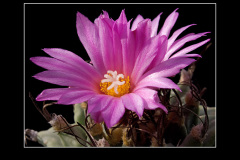 Turbinicarpus alonsoi