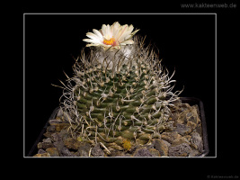 Turbinicarpus gracilis