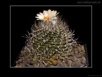 Turbinicarpus gracilis