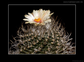 Turbinicarpus gracilis