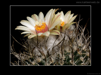 Turbinicarpus gracilis