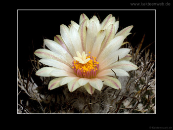 Turbinicarpus gracilis