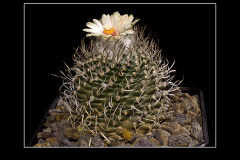 Turbinicarpus gracilis