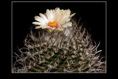 Turbinicarpus gracilis