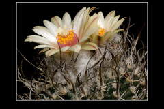 Turbinicarpus gracilis