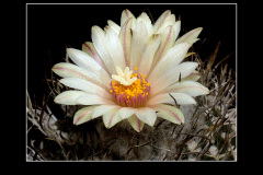 Turbinicarpus gracilis