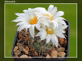 Turbinicarpus graminispinus