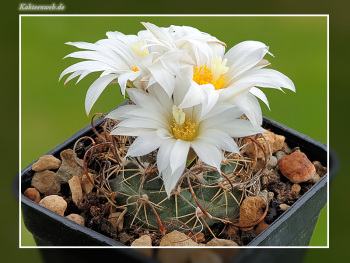 Turbinicarpus graminispinus Turbinicarpus graminispinus