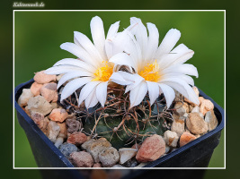 Turbinicarpus graminispinus