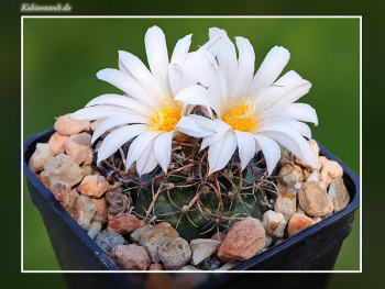 Turbinicarpus graminispinus Turbinicarpus graminispinus