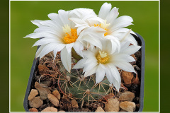 Turbinicarpus graminispinus