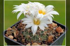 Turbinicarpus graminispinus