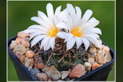 Turbinicarpus graminispinus