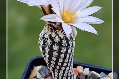 Turbinicarpus heliae