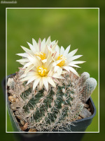Turbinicarpus krainzianus subsp. minimus