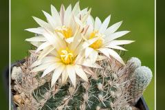 Turbinicarpus krainzianus subsp. minimus