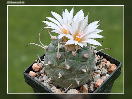 Turbinicarpus polaskii