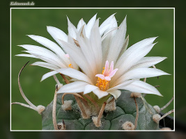 Turbinicarpus polaskii
