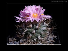 Turbinicarpus pseudomacrochele