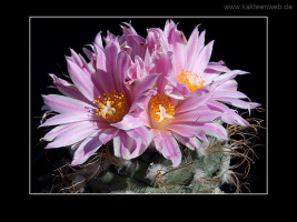 Turbinicarpus pseudomacrochele