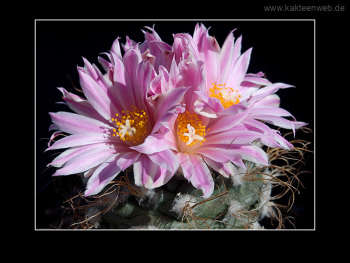 Turbinicarpus pseudomacrochele