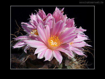 Turbinicarpus pseudomacrochele