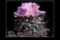 Turbinicarpus pseudomacrochele