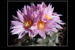 Turbinicarpus pseudomacrochele