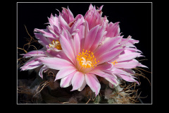 Turbinicarpus pseudomacrochele