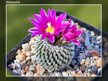 Turbinicarpus pseudopectinatus subsp. jarmilae
