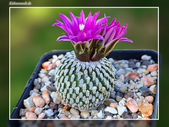 Turbinicarpus pseudopectinatus subsp. jarmilae