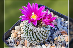Turbinicarpus pseudopectinatus subsp. jarmilae