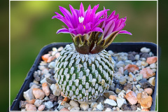 Turbinicarpus pseudopectinatus subsp. jarmilae