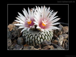 Turbinicarpus pseudopectinatus