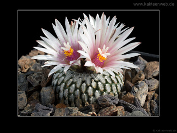 Turbinicarpus pseudopectinatus Turbinicarpus pseudopectinatus