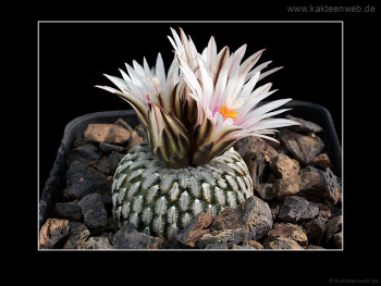 Turbinicarpus pseudopectinatus Turbinicarpus pseudopectinatus
