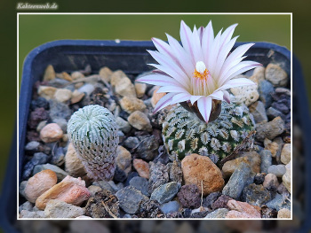 Turbinicarpus pseudopectinatus Turbinicarpus pseudopectinatus