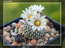 Turbinicarpus pseudopectinatus