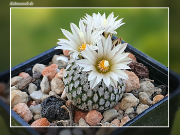 Turbinicarpus pseudopectinatus Turbinicarpus pseudopectinatus