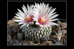 Turbinicarpus pseudopectinatus