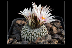 Turbinicarpus pseudopectinatus